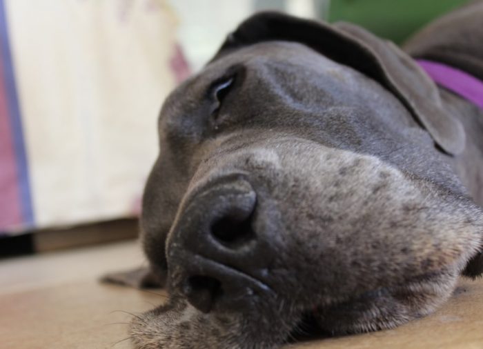 Kaszel kenelowy psa – kiedy zwierzęta są najbardziej narażone na zachorowanie?